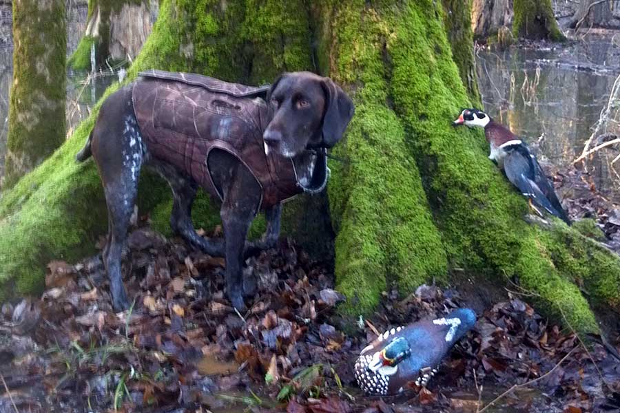 Deutsch Kurzhaar Duck Hunting