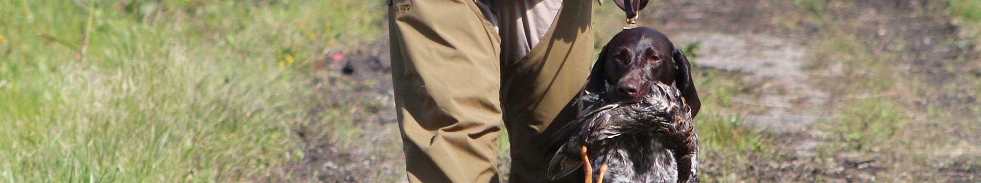Deutsch Kurzhaar with Duck Retrieve
