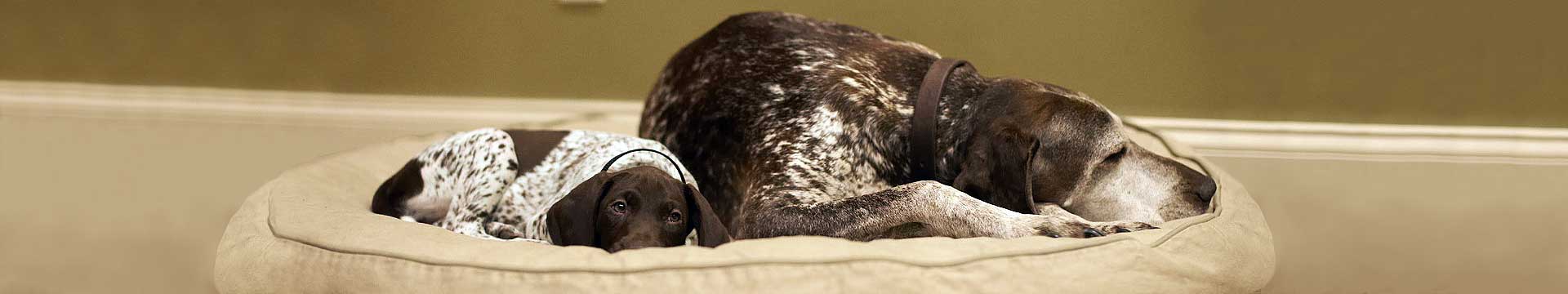 Deutsch Kurzhaar Adult and Pup Sleeping