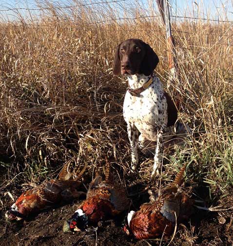 DK with Pheasants
