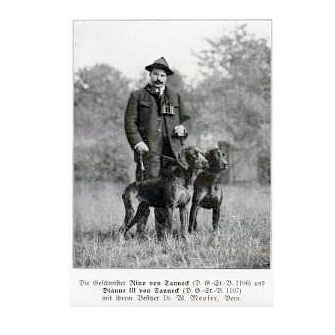 Historical Photo Deutsch Kurzhaar